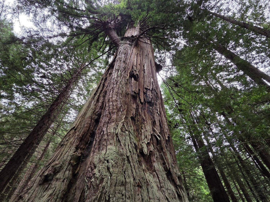 Trees of Mystery-克拉马斯必去景点