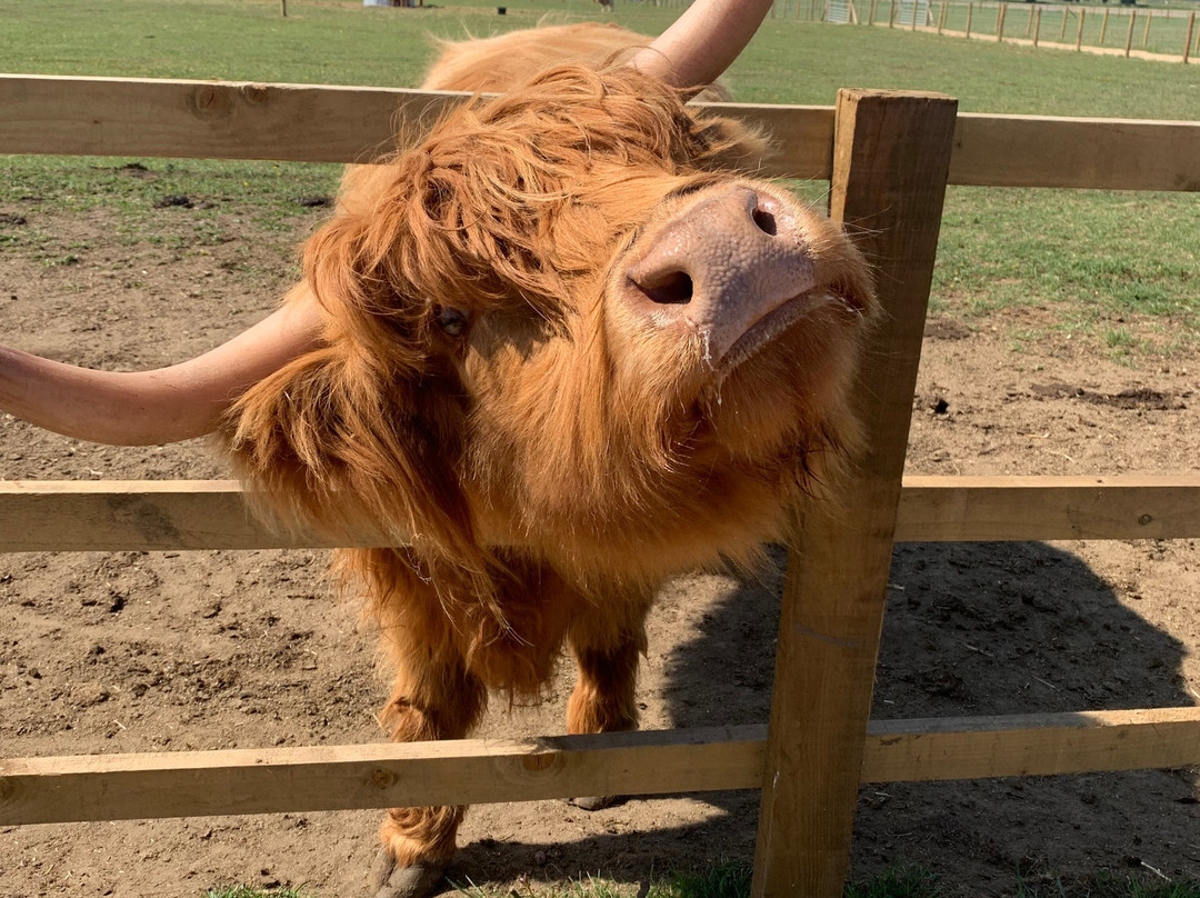 Highland Cow Cottage-Royston必去景点