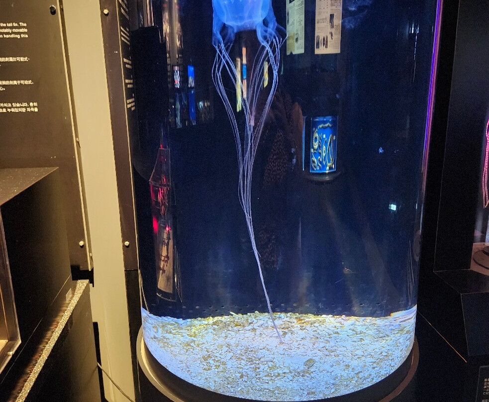 冲绳美之海水族馆-本部町必去景点