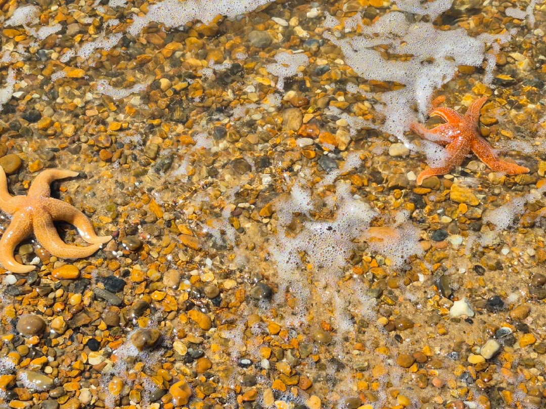 Landguard Nature Reserve-费力克斯托必去景点