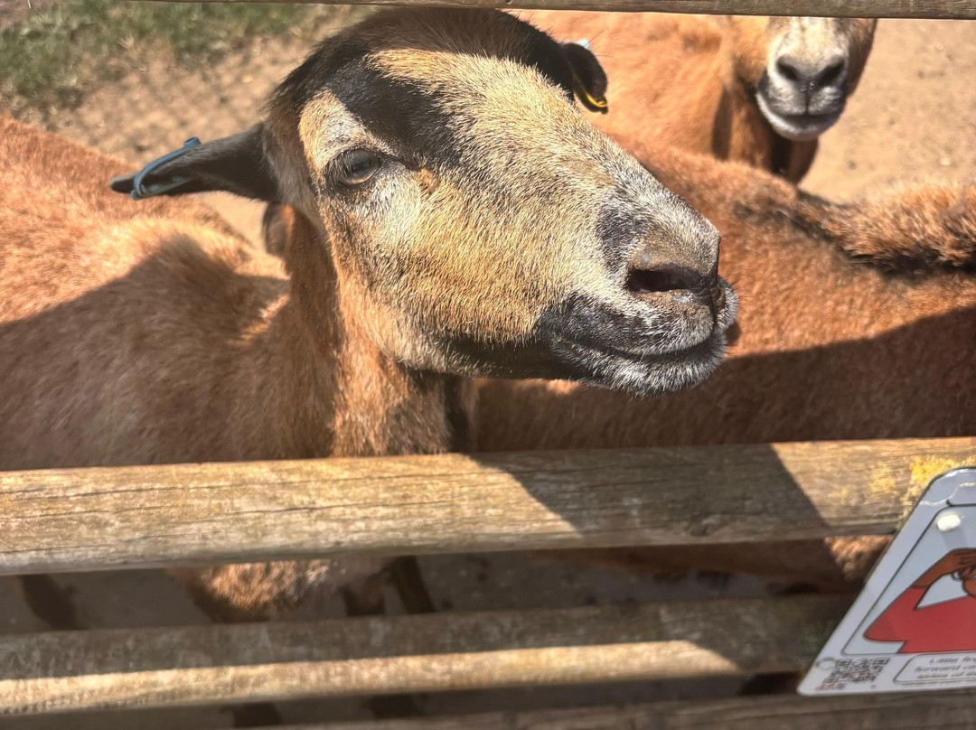 Jimmy's Farm & Wildlife Park-伊普斯威奇必去景点