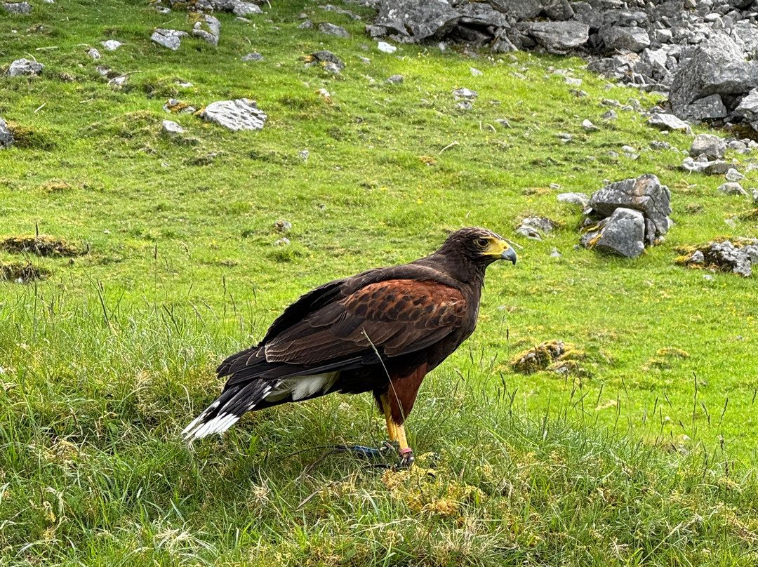 Settle Falconry-Feizor必去景点