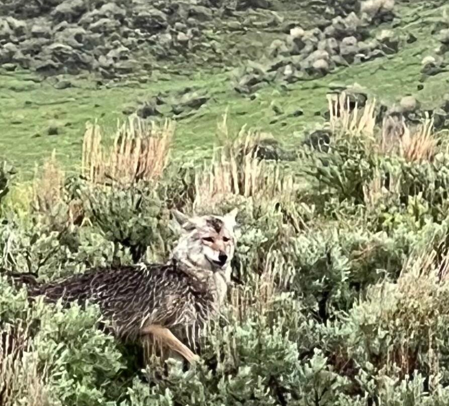 Yellowstone Wolf Tracker-加德纳必去景点