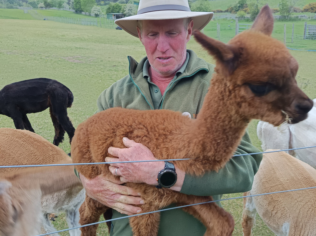 BobCat Alpacas-爱丁堡必去景点