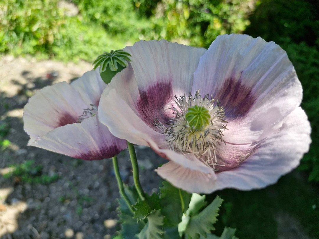 L'Herbarium-Saint-Valery-sur-Somme必去景点