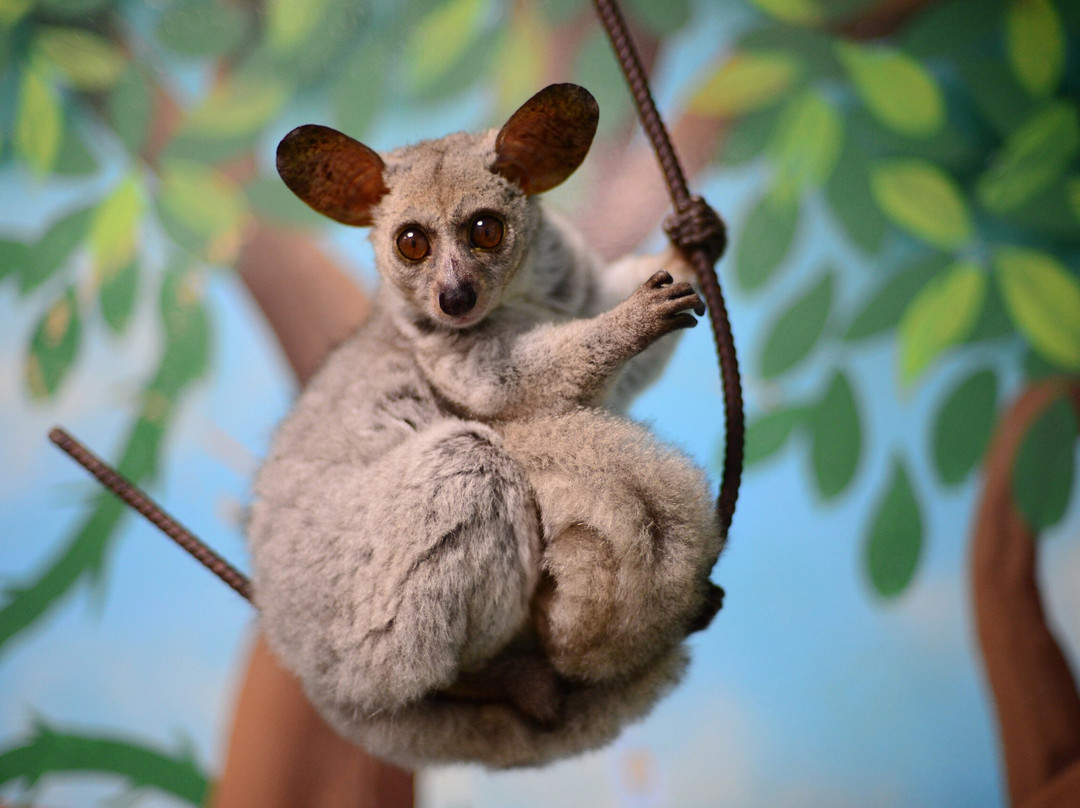 Piton Zoological Centre-Komsomolsk-on-Amur必去景点