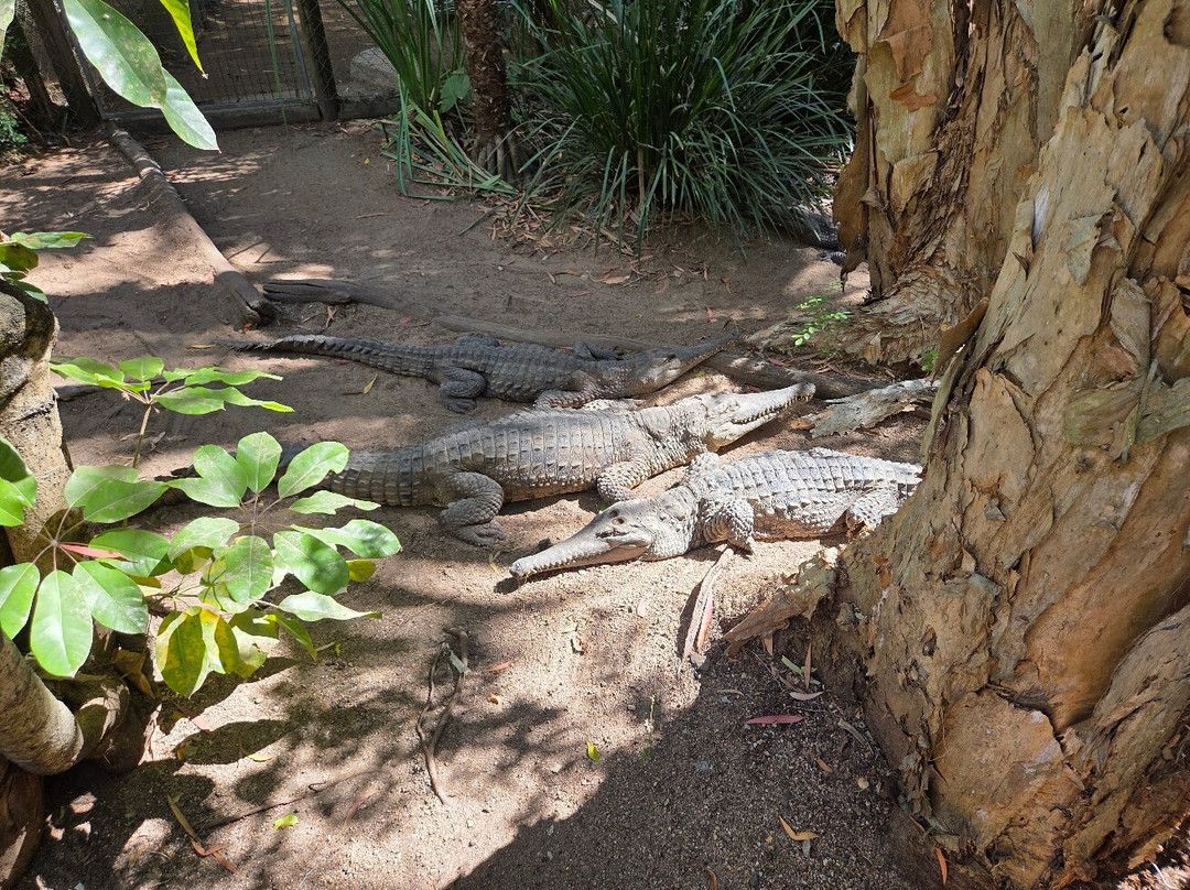 Billabong Sanctuary-汤斯维尔必去景点
