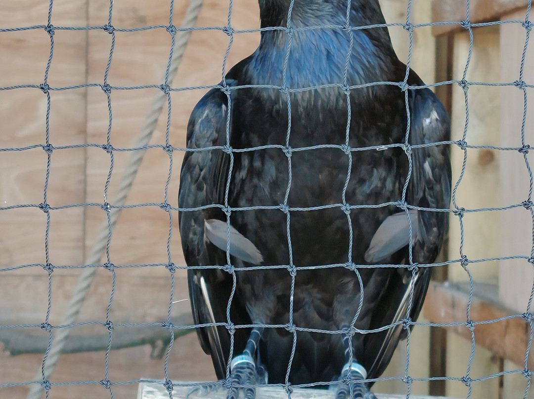 The British Bird of Prey Centre-喀麦登必去景点