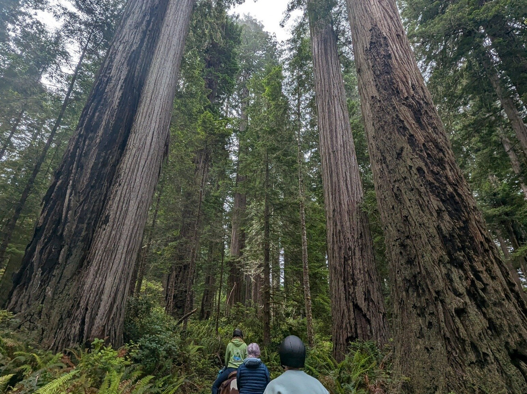 Redwood Creek Buckarettes-Orick必去景点