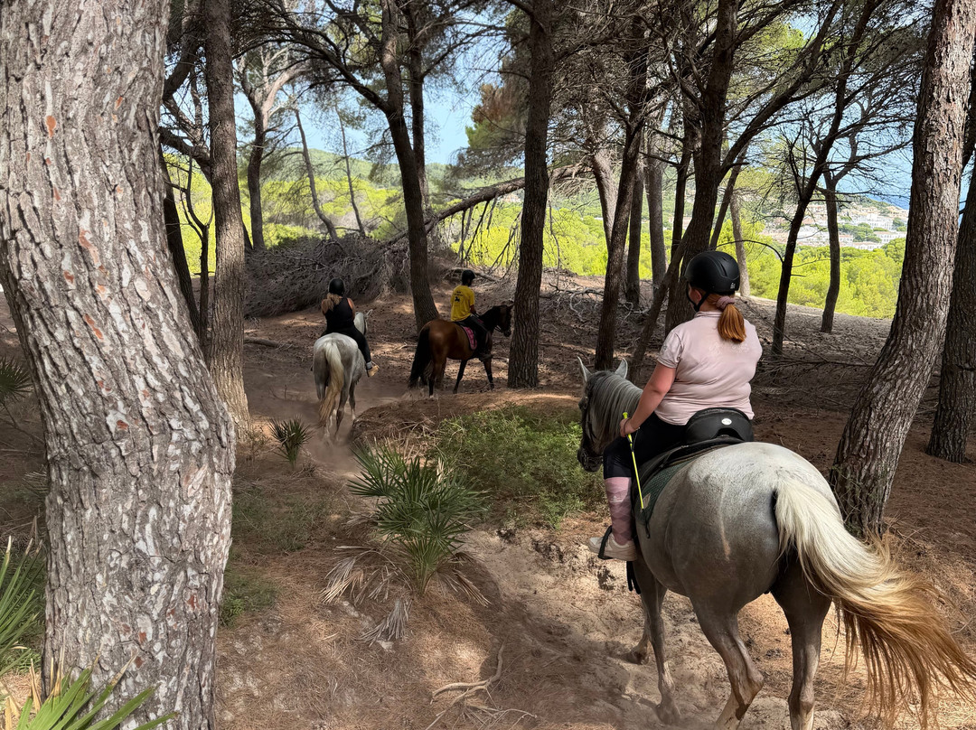 Hipico Cala Ratjada Eddi's Reitstall-Cala Ratjada必去景点
