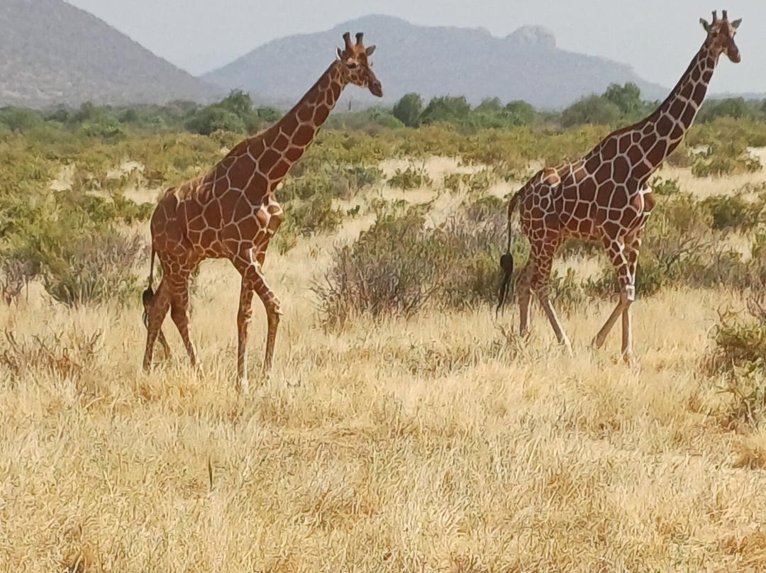 Samburu National Reserve-内罗毕必去景点