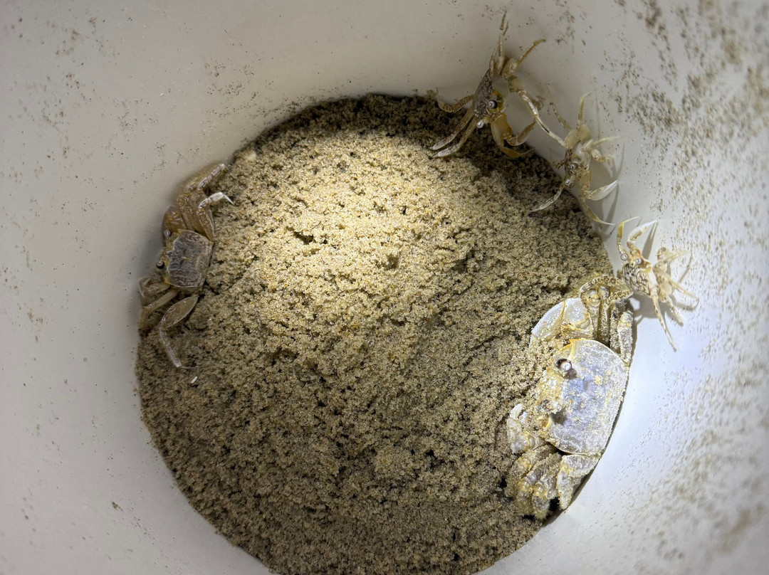 Ghost Crab Quest-Kitty Hawk必去景点