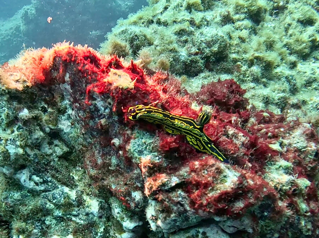PAMA DIVING-圣胡安海滩必去景点