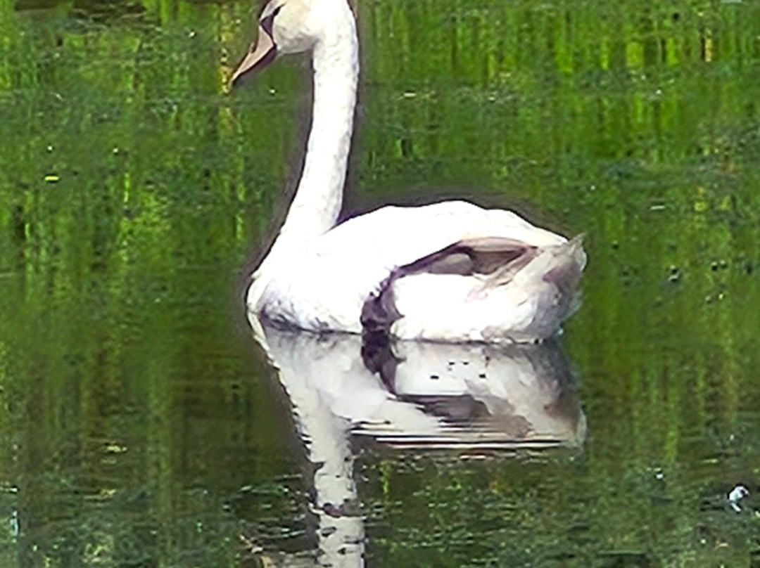 Bennetts Water Gardens-Chickerell必去景点
