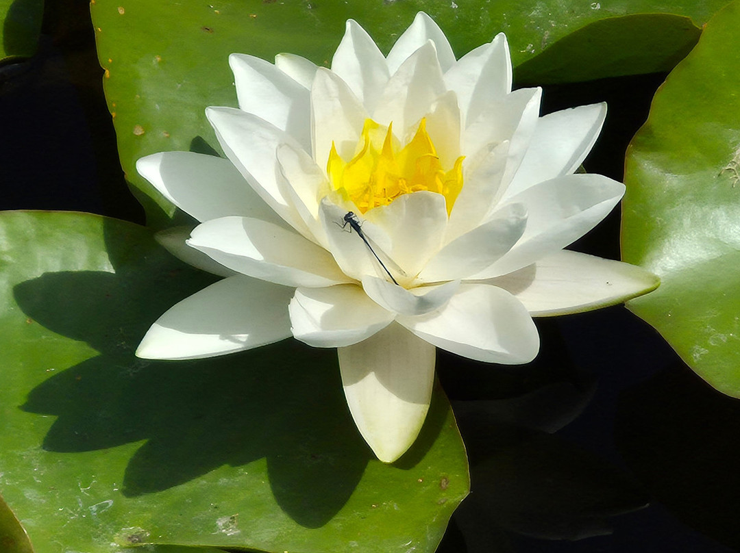 Bennetts Water Gardens-Chickerell必去景点