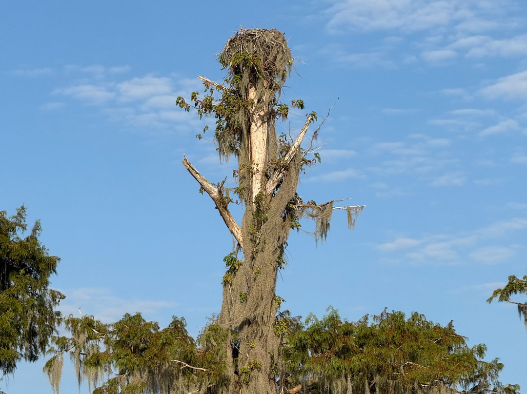 Louisiana Swamp Tours-布里奥克斯桥必去景点