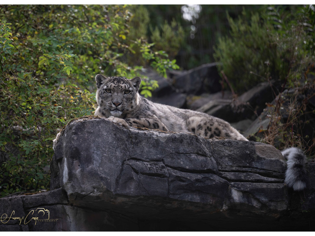 Five Sisters Zoo-West Calder必去景点