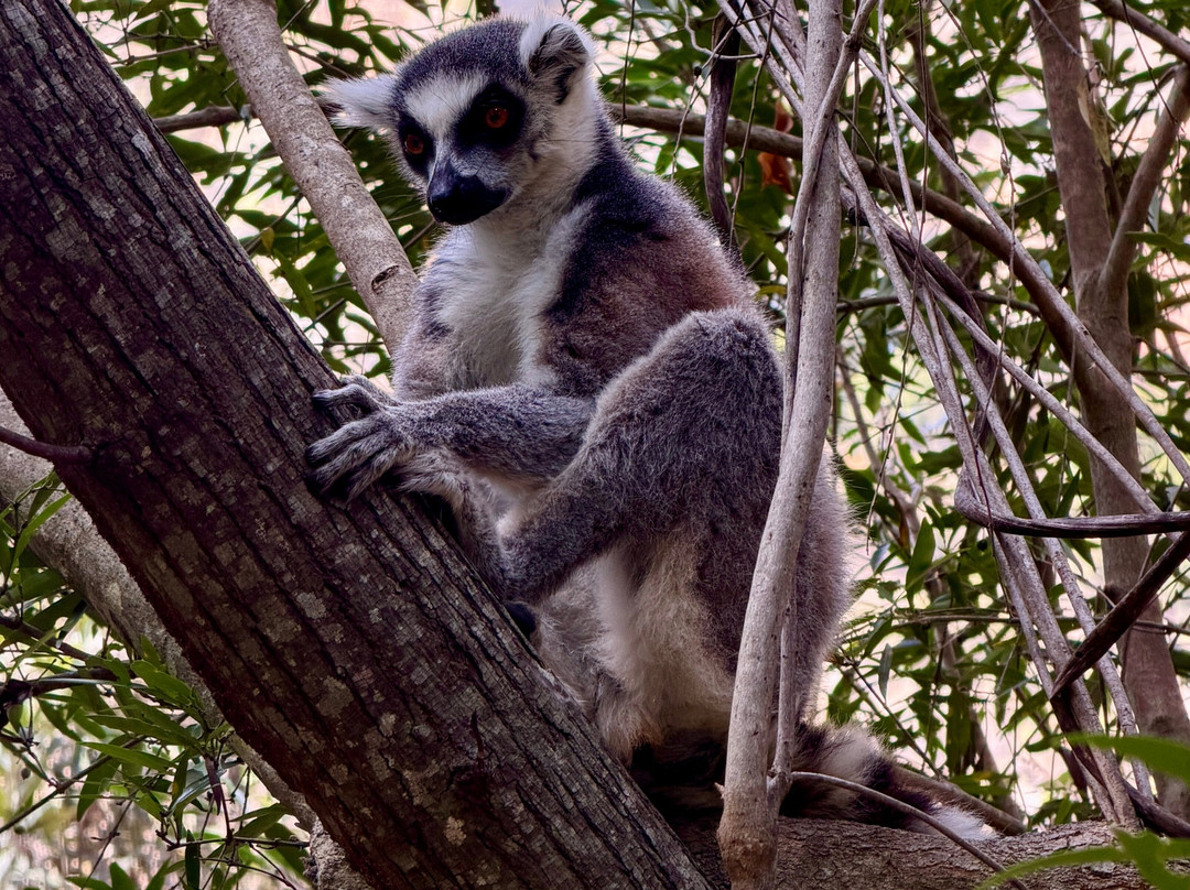Faniry Madagascar Tours-安塔那那利佛必去景点