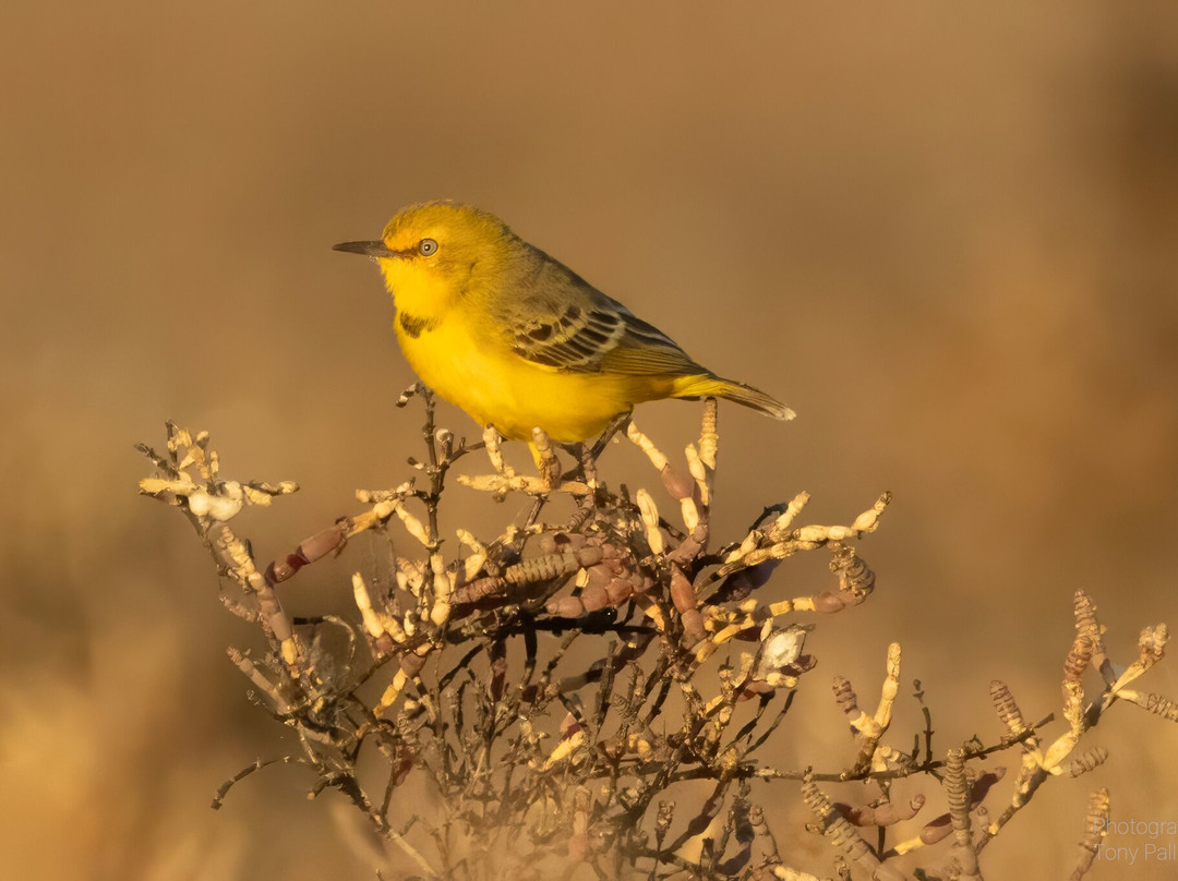 Broome Bird Observatory-布鲁姆必去景点