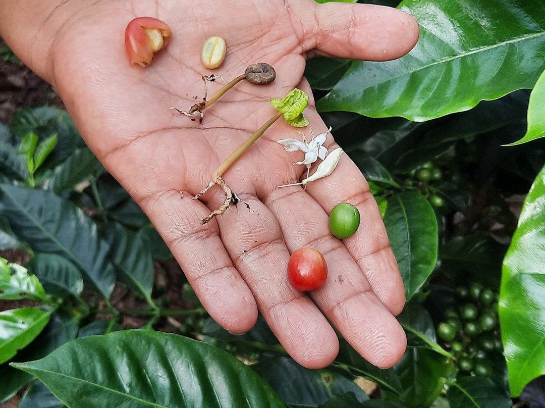 Cafetales Don Alfredo - La Milagrosa Coffee Tour-波魁特必去景点