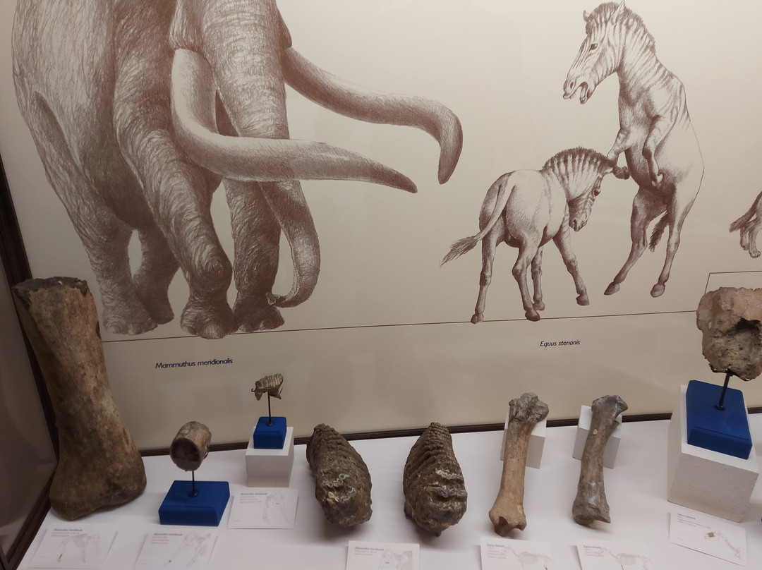Museo Paleontologico di Montevarchi-蒙泰瓦尔基必去景点