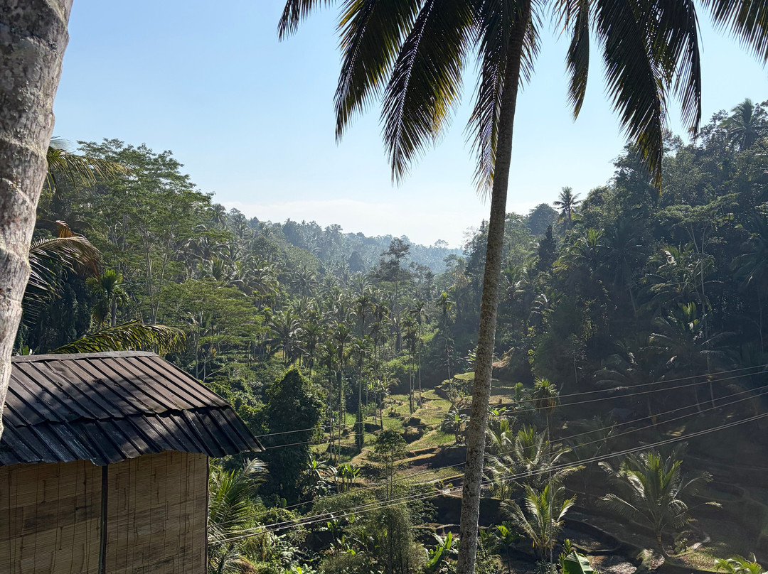 Best Ubud Driver-乌布必去景点