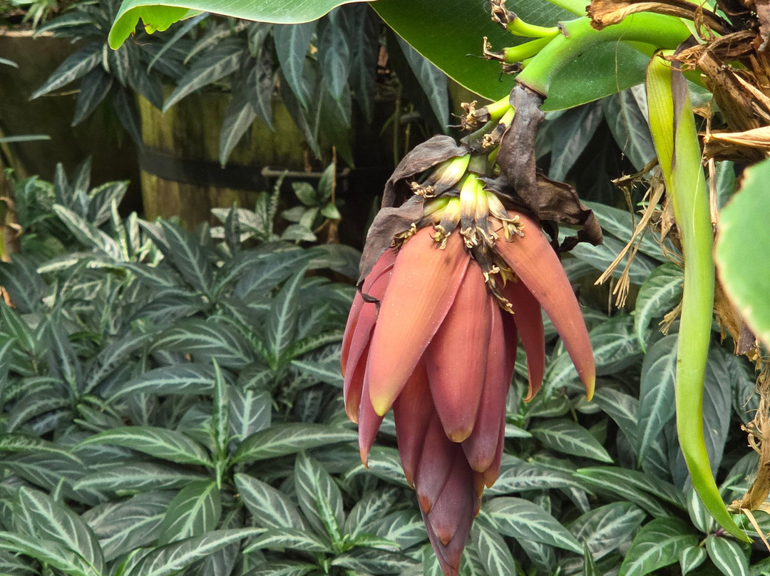 Grădina Botanică "Alexandru Borza"-克卢日-纳波卡必去景点