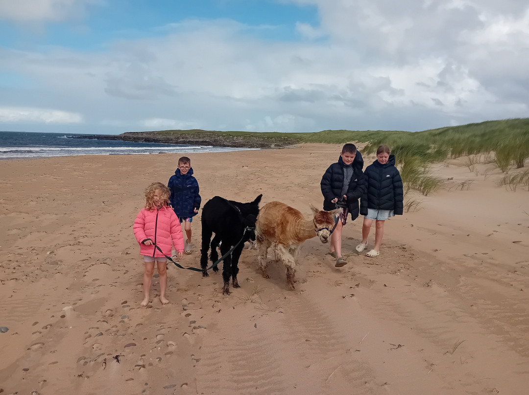 Achill Island Alpacas-Dugort必去景点