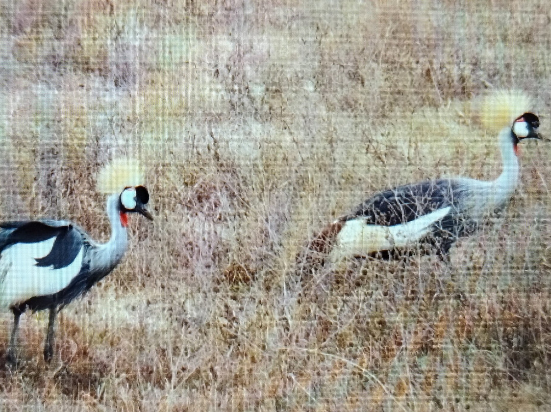 Ngorongoro Crater-恩戈罗恩戈罗保护区必去景点