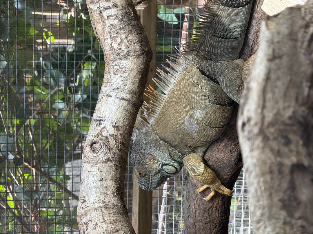 Plantasia Tropical Zoo-斯温西必去景点