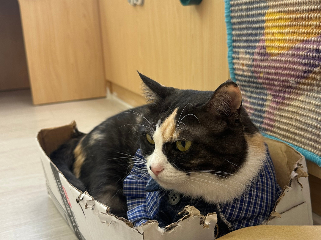 猫之茶房-香港必去景点