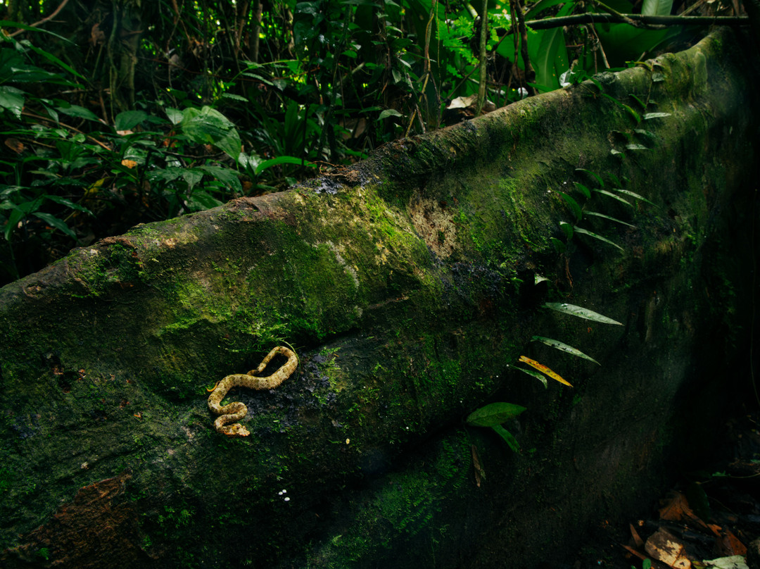 Jhony Jungle Trekking-Ketambe必去景点