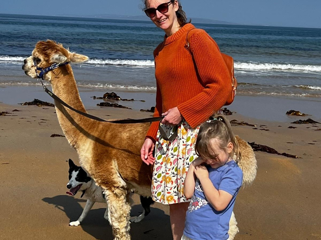 Achill Island Alpacas-Dugort必去景点