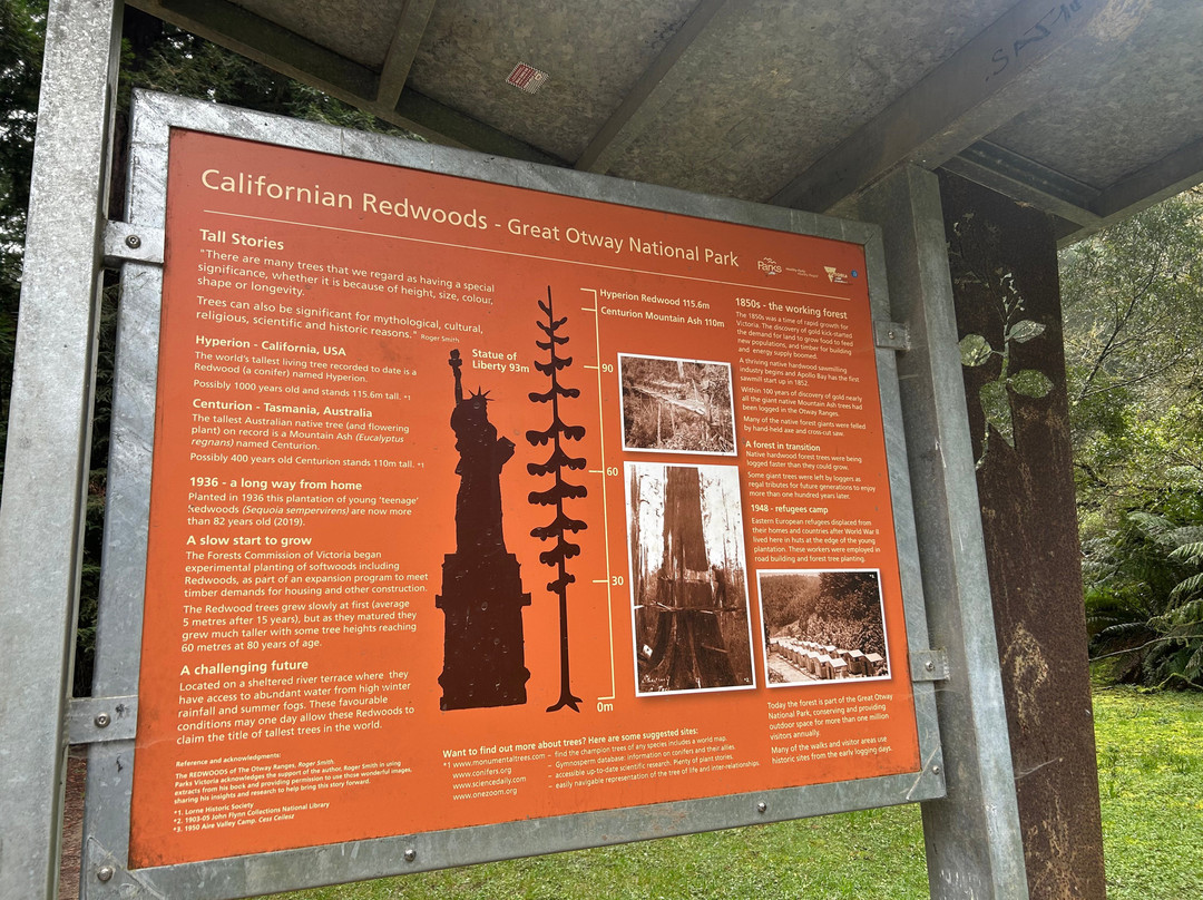 The Redwoods-Beech Forest必去景点