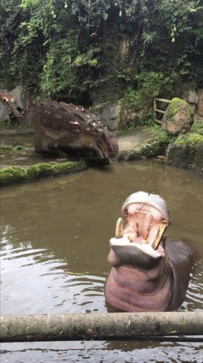Taman Safari Indonesia Bogor-Cisarua必去景点