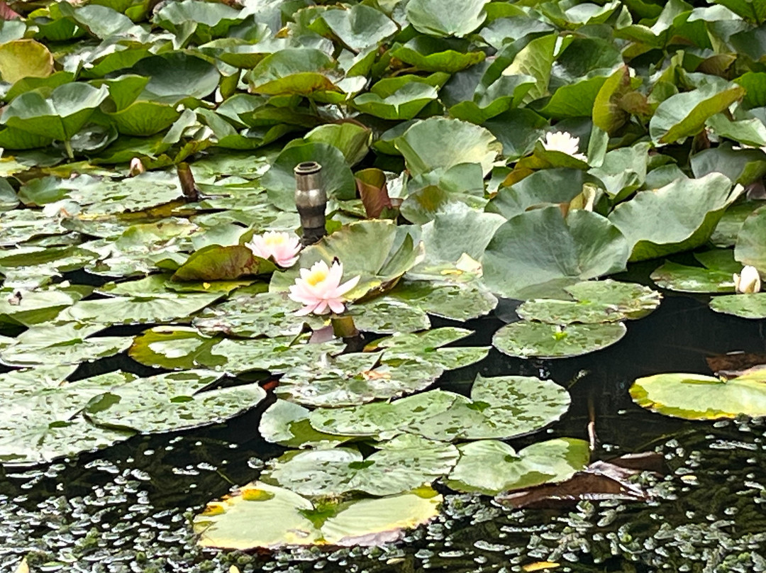 Arboretum Kalmthout-Kalmthout必去景点
