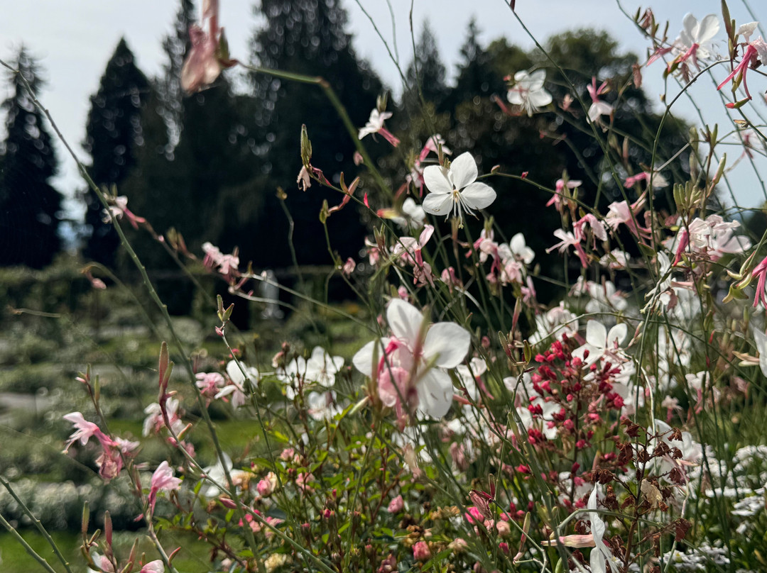 Isle of Mainau-康士坦茨必去景点