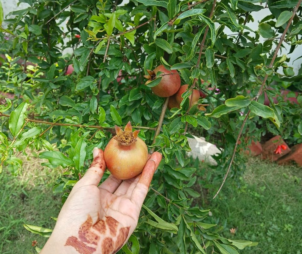 黑芒果度假村主图
