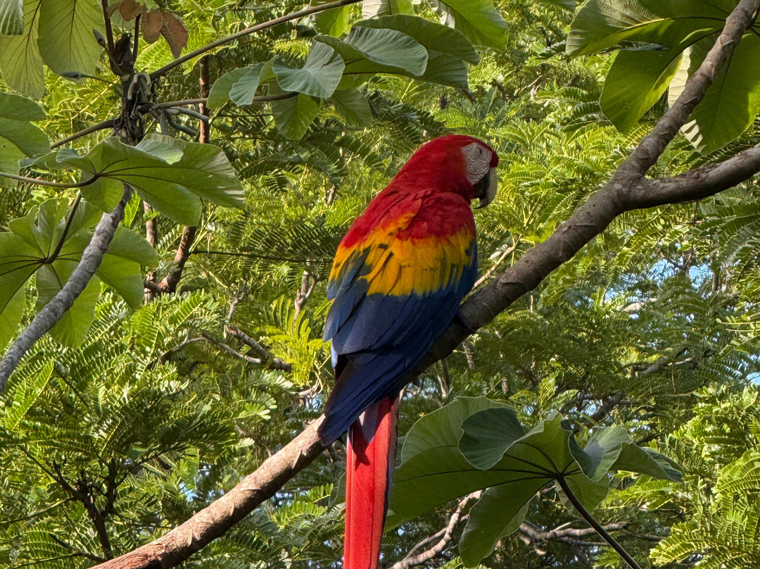 Macaw Recovery Network-Punta Islita必去景点