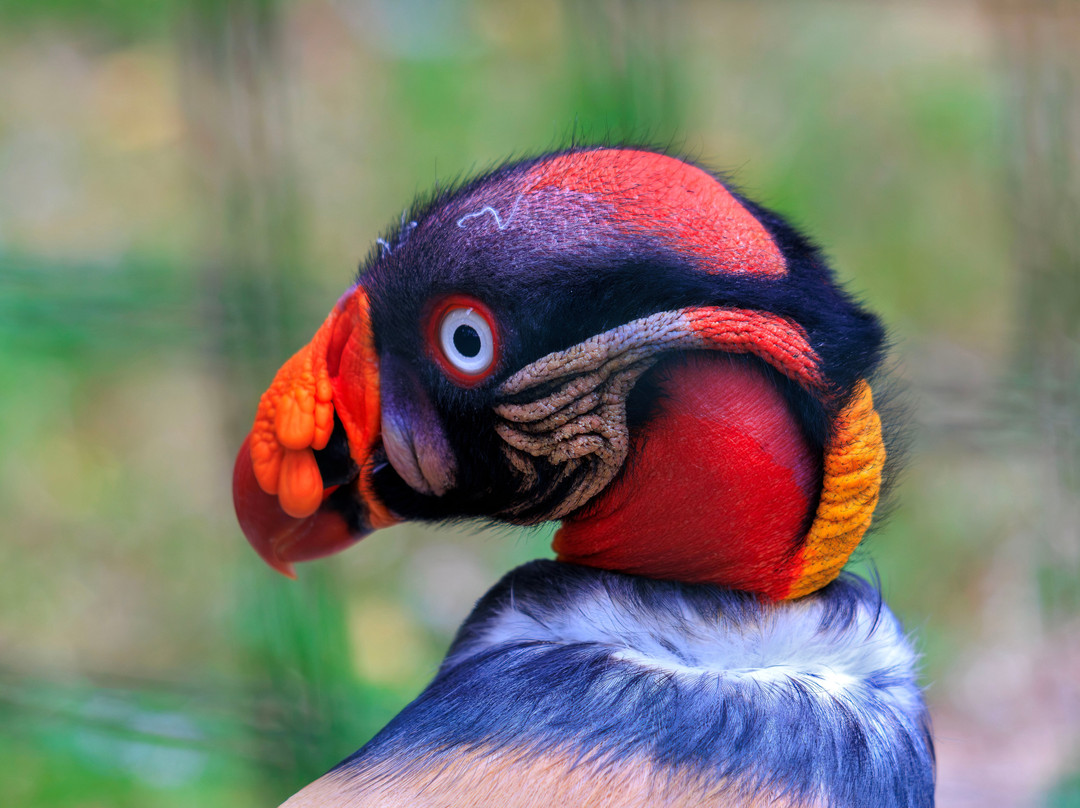 Hawk Conservancy Trust Bird of Prey Centre-Andover必去景点