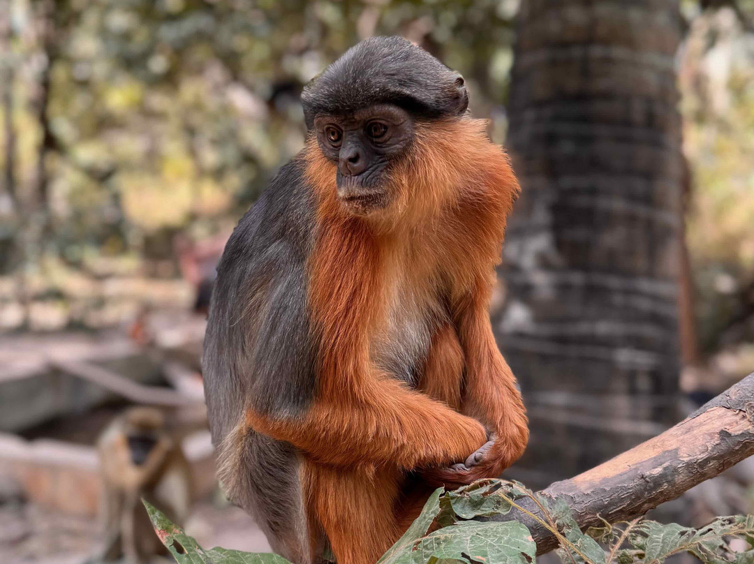 Monkey Park Senegambia