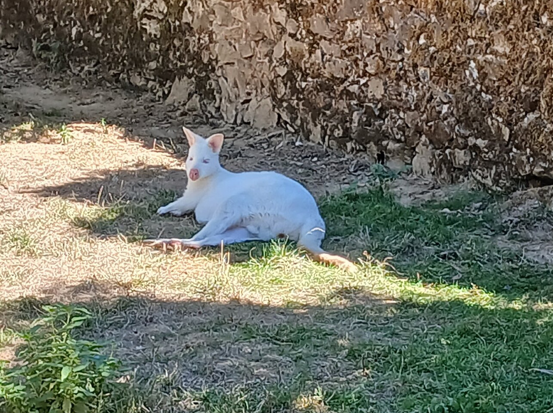 Parc Zoo du Reynou-Le Vigen必去景点