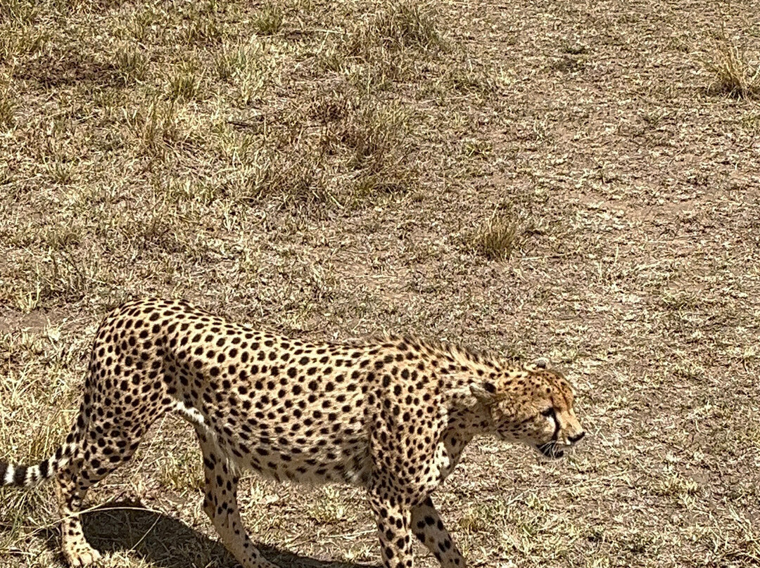 Brighte Maasai Adventures-Mara North Conservancy必去景点