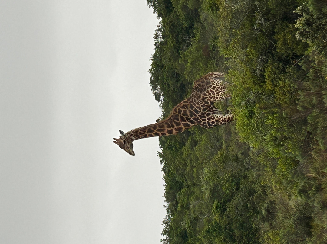 Lalibela Wildlife Reserve - Kichaka Lodge主图
