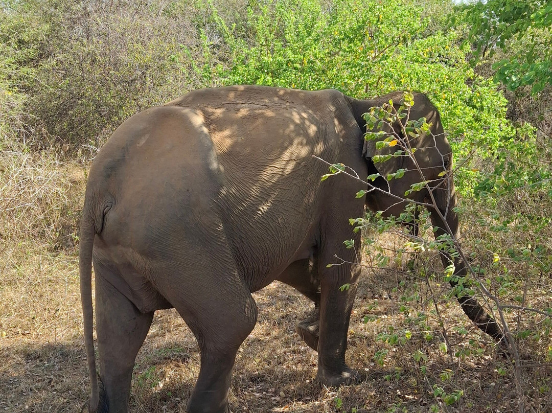 Udawalawe Lahiru Safari Guide Tours-乌达瓦拉维国家公园必去景点