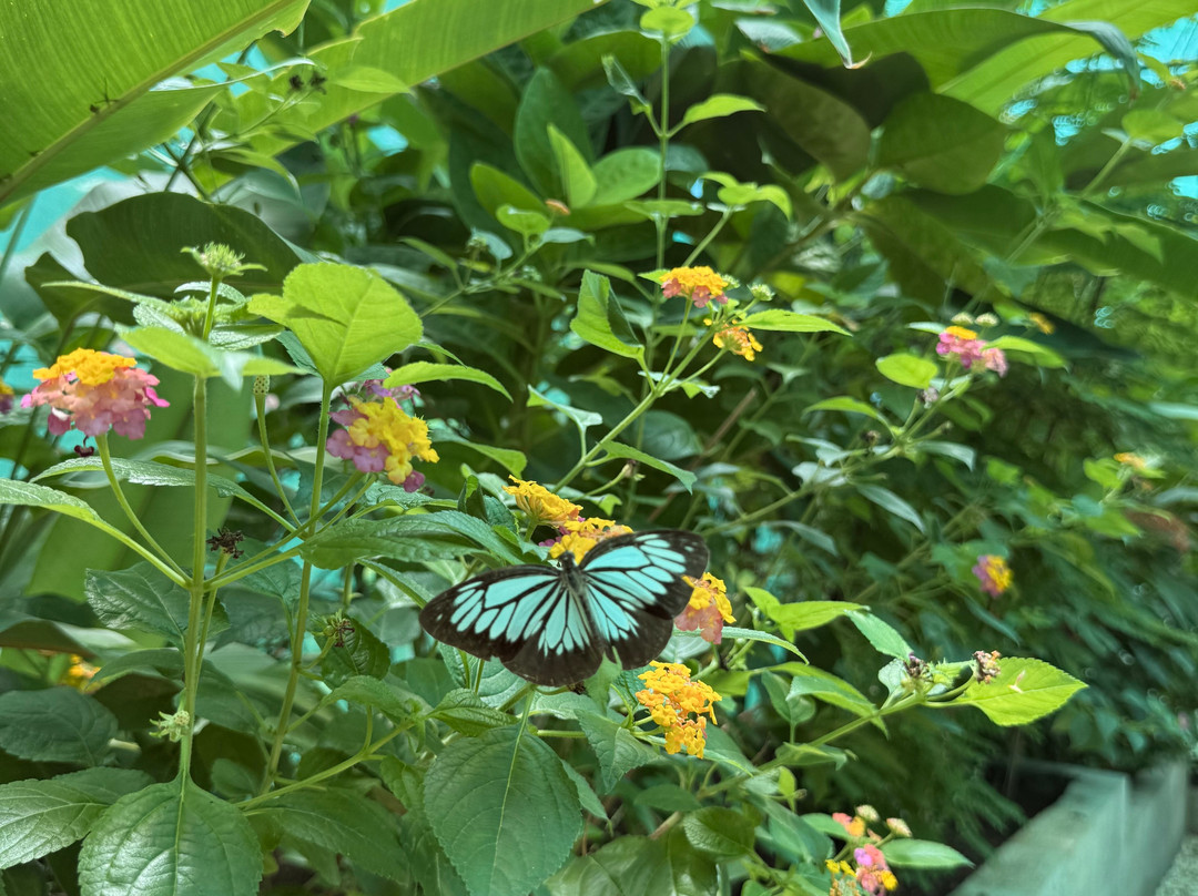 Siquijor Butterfly Sanctuary-锡基霍尔岛必去景点