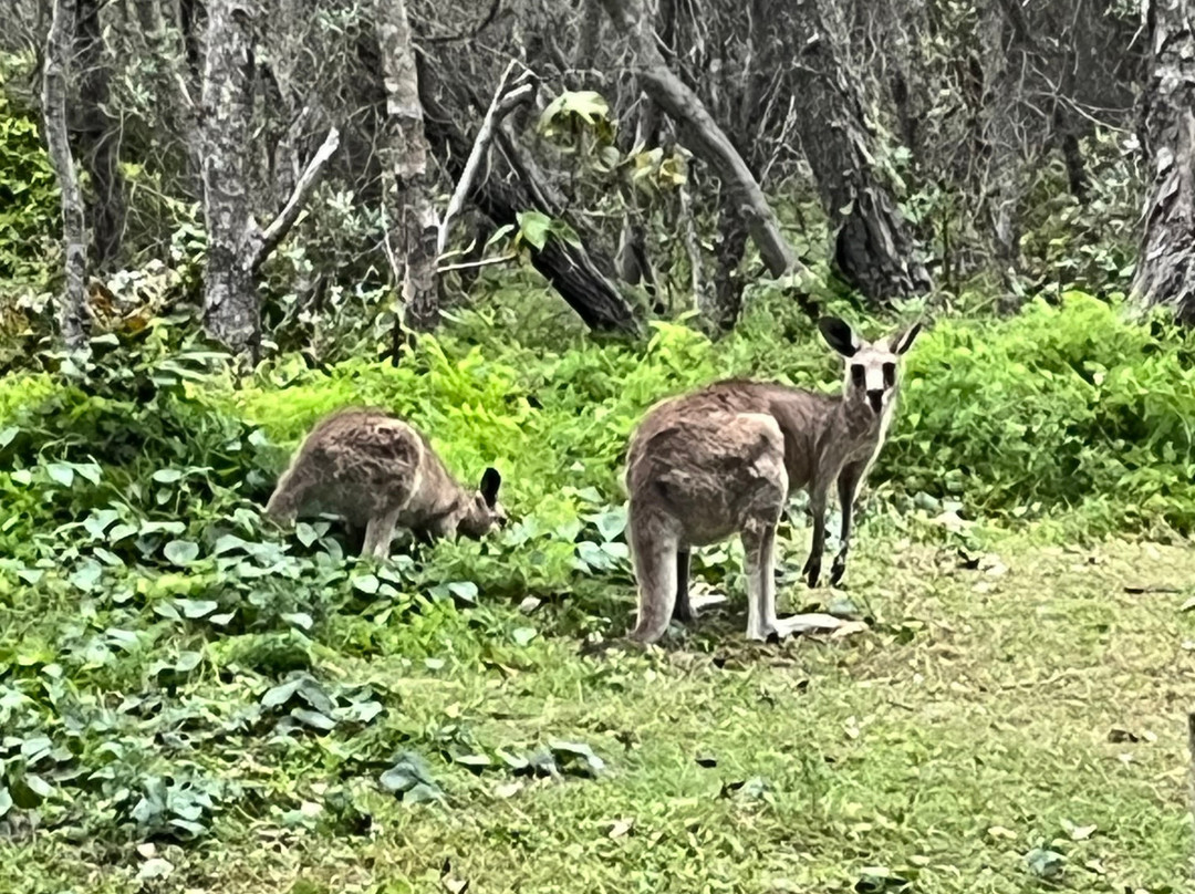 SeaLink South East Queensland-克利夫兰必去景点