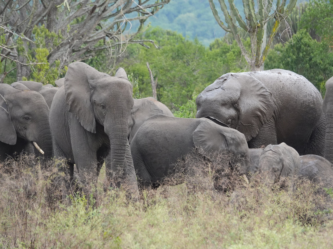Grassrootz Adventures Uganda-坎帕拉必去景点