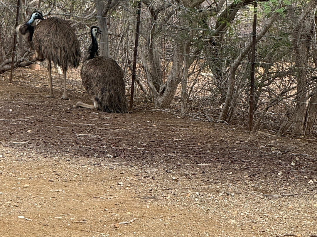 Curacao Ostrich Farm-库拉索必去景点