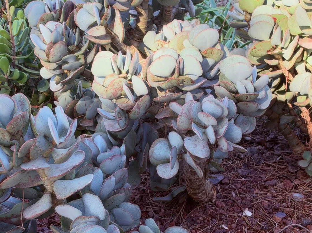 Gibraltar Botanic Gardens (The Alameda)-直布罗陀必去景点